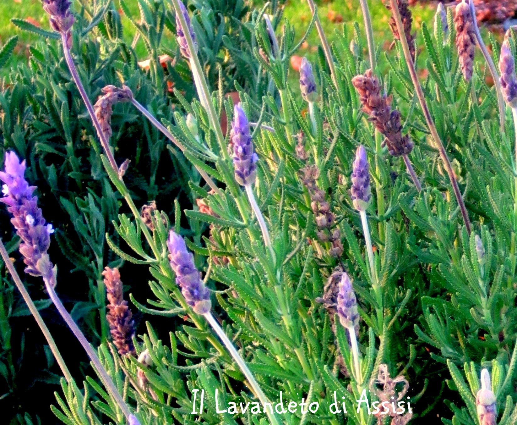 Pianta Della Lavanda Inglese Che Fiorisce Sul Prato Con Due Farfalle Bianche Si Appollaiano Su Image126019264 Pianta Della Lavanda Inglese Che Fiorisce Sul Prato Con Due Farfalle Bianche Si Appollaiano Su Image126019264