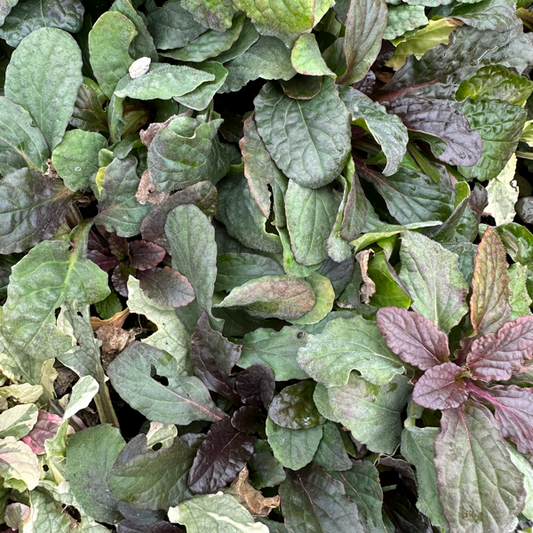 Ajuga reptans. Erbacea perenne tappezzante con foglie verde molto scuro e fiori blu in primavera. Vive bene all' ombra e a mezz' ombra e non teme il freddo. Altezza 6/7 cm in fiore raggiunge 15 cm. Utilizzata per giardini rocciosi e per bordure. Ajuga Reptans chiamata anche bugola o erba di San Lorenzo ha anche proprietà medicinali, viene utilizzata per la calvizie e per le sue proprietà digestive. Disponibile in vaso 14 cm