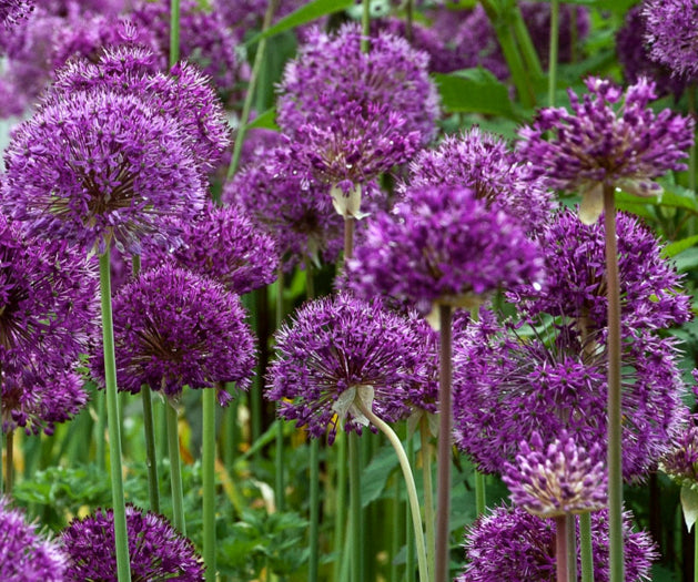Allium 'Purple Sensation' in vendita in vaso 10è una pianta bulbosa con fiori sferici di colore viola intenso, che fiorisce in primavera e cresce fino a circa 60-90 cm di altezza.