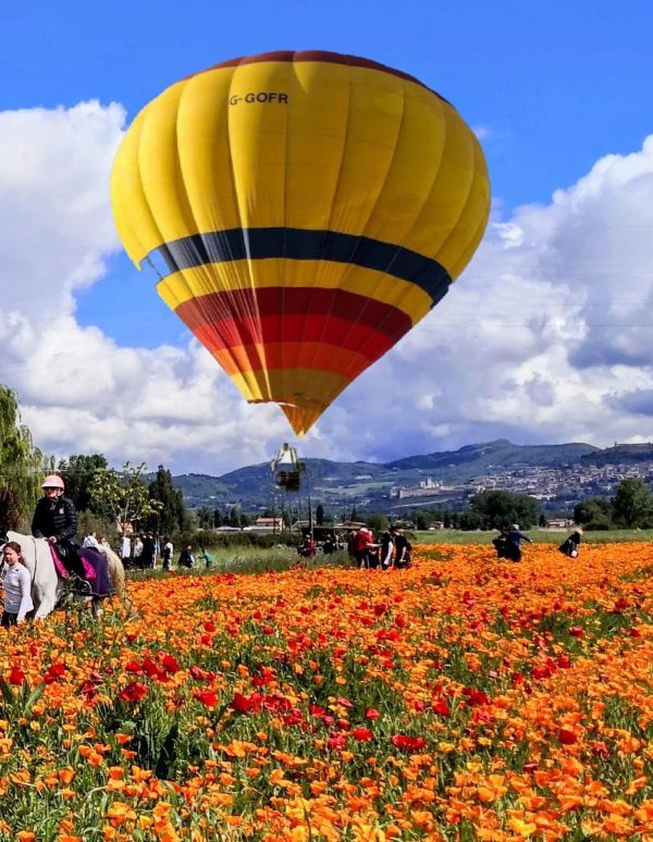 Volo vincolato mongolfiera, mongolfiere umbria. Mongolfiera Assisi, dove volare con mongolfiera, mongolfiera dove trovarla, mongolfiere, mongolfiera, volare con mongolfiera, Umbria mongolfiere, campi di papaveri, campo di papaveri, eventi Assisi, Eventi in Umbria, Umbria Tourism, Visit Assisi, cosa fare Assisi Aprile, cosa fare Assisi Maggio, cosa fare a Perugia aprile