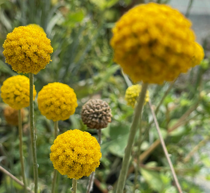 Craspedia globosa, conosciuto anche come palla di fuoco o billy balls, è un fiore perenne originario dell'Australia. Si caratterizza per i suoi fiori sferici di colore giallo o dorato, che crescono su lunghi steli sottili. Questi fiori sono molto apprezzati in composizioni floreali fresche o essiccate per la loro forma unica e il colore vivace. Sono facili da coltivare in terreni ben drenati e soleggiati e sono popolari in giardini, bordi e come fiori recisi.