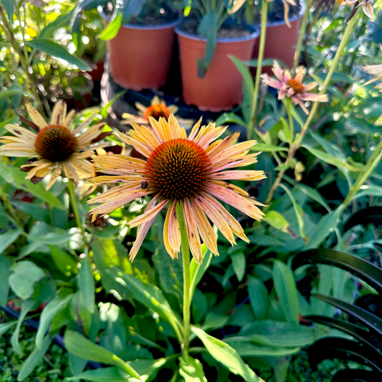 Echinacea Purpurea 'Big Kahuna' è una varietà nota per i suoi fiori a forma di cono, con un disco centrale circondato da petali, di colore arancione. Il fogliame è verde scuro e lanceolato. Questa varietà può raggiungere un'altezza compresa tra i 60 e i 120 cm. Le Echinacea sono apprezzate per attirare farfalle e api, e sono piante perenni robuste capaci di resistere alla siccità una volta stabilite. In vendita in vaso da 15 cm, è adatta per la coltivazione in giardino o in vaso.