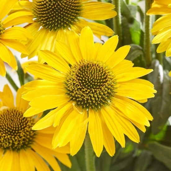 Echinacea Sunseekers 'Yellow' in vendita in vaso 15 cm è una varietà di echinacea caratterizzata da fiori di un giallo vivace, che aggiungono un tocco di luminosità e vitalità al giardino. Con la giusta cura, questa pianta può essere un'eccellente aggiunta a bordure, aiuole o giardini perenni.