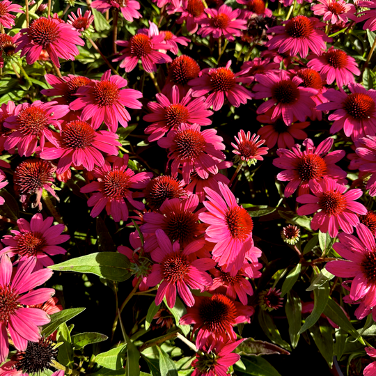 Echinacea Sun Magic 'Vintage Red' è una varietà con fiori a forma di cono di colore rosso, noti per la loro vivacità. Il fogliame verde scuro, lanceolato o ovale, accompagna le piante che crescono comunemente tra i 60 e i 120 cm. La fioritura avviene nei mesi estivi e autunnali, rendendo questa Echinacea un'eccellente attrazione per farfalle e api. Resistenti e adatte a vari ambienti, le Echinacea Vintage Red, disponibili in vaso 15 cm,