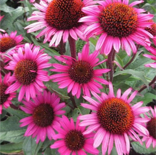 Echinacea purpurea 'Fatal Attraction' è una varietà attraente e vigorosa di echinacea, apprezzata per il suo colore intenso e la sua fiorente fioritura estiva. Con una cura adeguata, può aggiungere un tocco di vivacità e bellezza a qualsiasi giardino o paesaggio.
