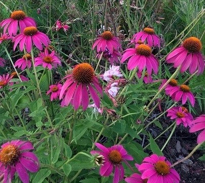 Echinacee vendita, vendita echinacea online, Echinacee purpure little magnus, vendita echinacee online, echinacee vendita online