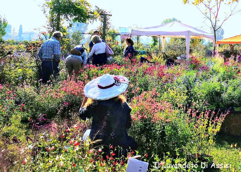 Eventi Assisi. Eventi Perugia. Eventi Umbria. Festa delle salvie e del giardino. Eventi in Umbria settembre e ottobre, manifestazioni in Umbria, mostre mercato piante e fiori Perugia, cosa fare in Umbria 11 ottobre, cosa fare in Umbria 12 ottobre
