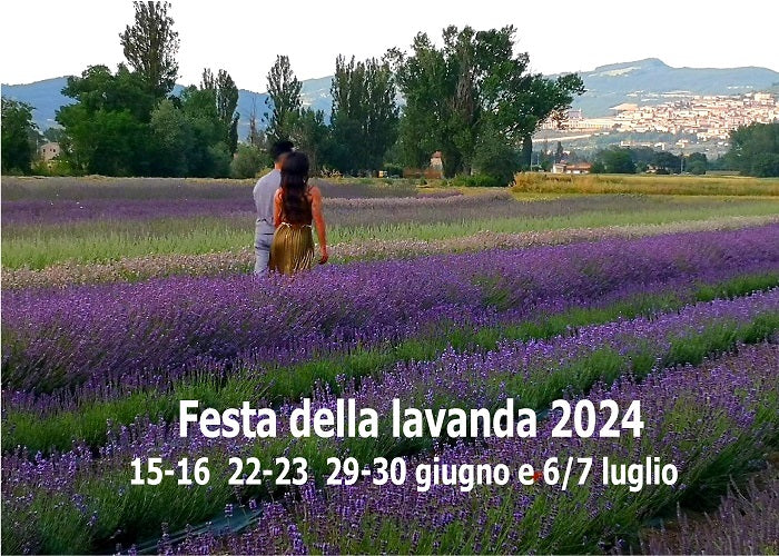 Carica il video: Festa della lavanda 2024. Campi di lavanda in Italia