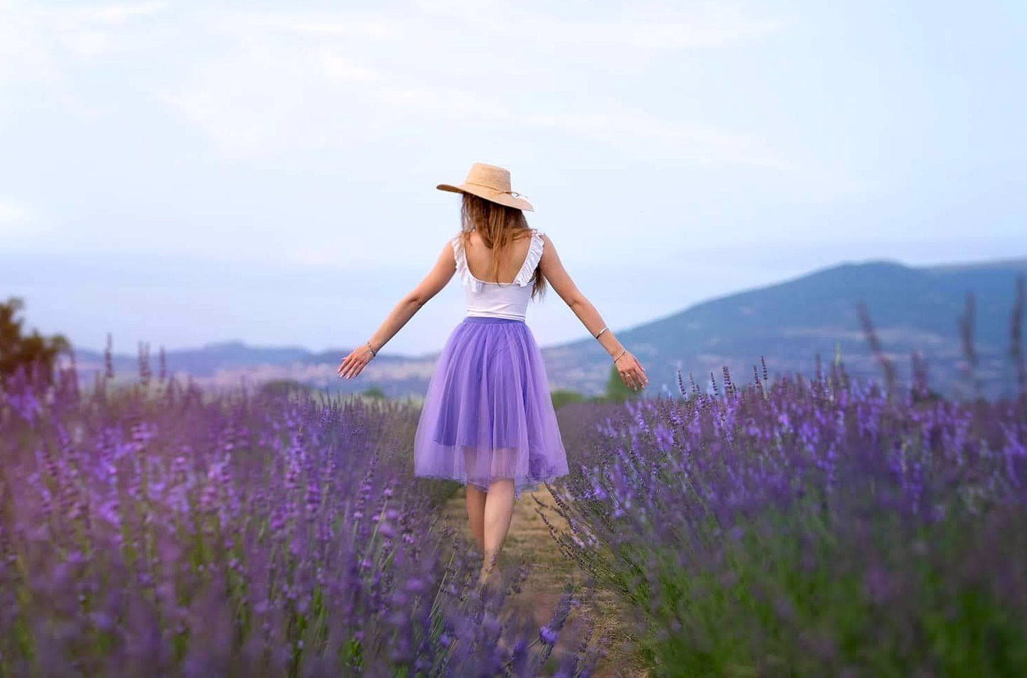 Visita campi di lavanda in fiore. Fioritura della lavanda