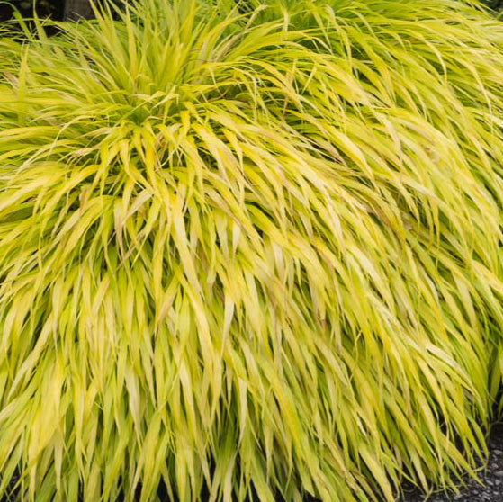 Hakonechloa macra 'All Gold' è un'erba ornamentale giapponese dal fogliame dorato brillante, ideale per giardini ombreggiati o a luce diffusa. Compatta e facile da curare, cresce bene in terreni ricchi e drenati, con sfumature di bronzo in autunno prima di appassire in inverno. Perfetta per aiuole, bordure e contenitori, aggiunge luminosità al paesaggio con una manutenzione minima.