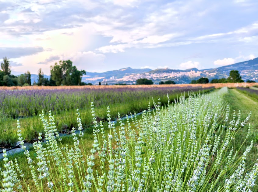 Visita campi di lavanda in fiore. Fioritura della lavanda
