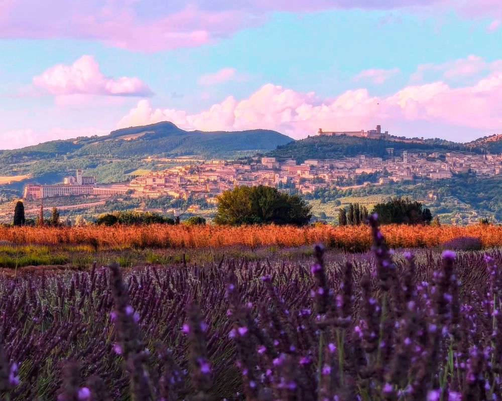 mazzi di lavanda freschi, fiori di lavanda, fiori di lavanda freschi, fasci di lavanda freschi, composizioni floreali con lavanda