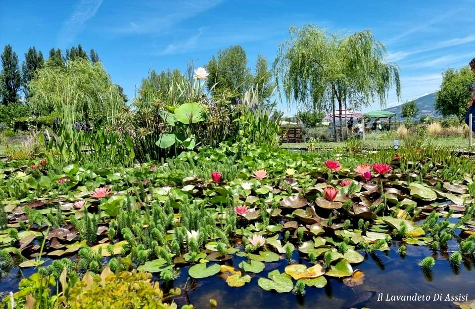 laghetti ornamentali, vivaio vendita ninfee, vendita piante acquatiche, vendita ninfee, come realizzare laghetto con piante e pesci, vivaio ninfee, vendita ninfee online. Vendita  piante online. Vivaio piante online