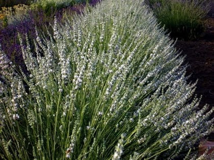 Piante di lavanda, pianta di lavanda, lavanda vendita, lavanda vendita online, lavanda offerta, lavanda hidcote white, vendita lavanda, vendita lavanda bianca,  vendita piante online,