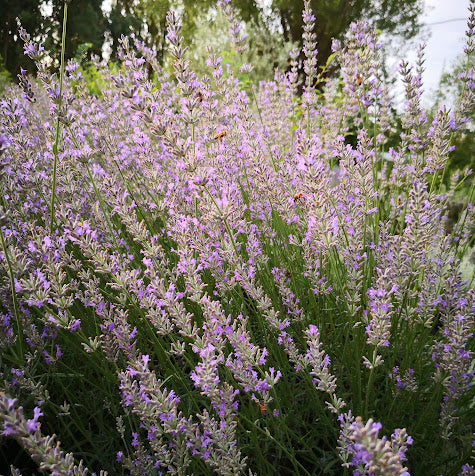lavanda super, lavanda intermedia super, lavandino super, lavanda lilla, lavanda chiara