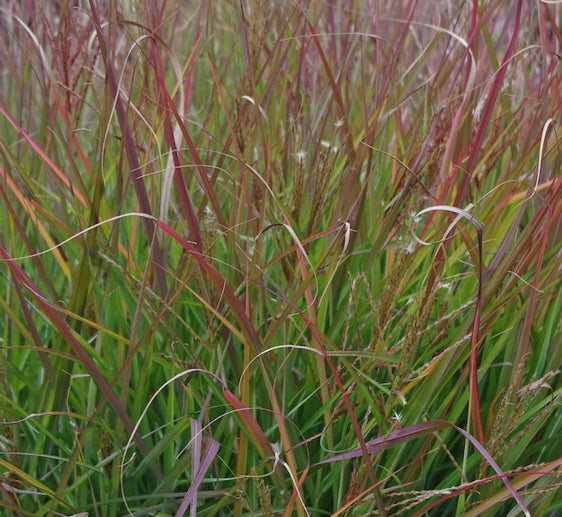 Miscanthus sinensis 'Purple Fall' vendita