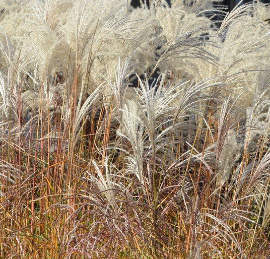 Cortaderia Selloana Rosea e Bianca (Erba della Pampas) – Il Lavandeto Di  Assisi