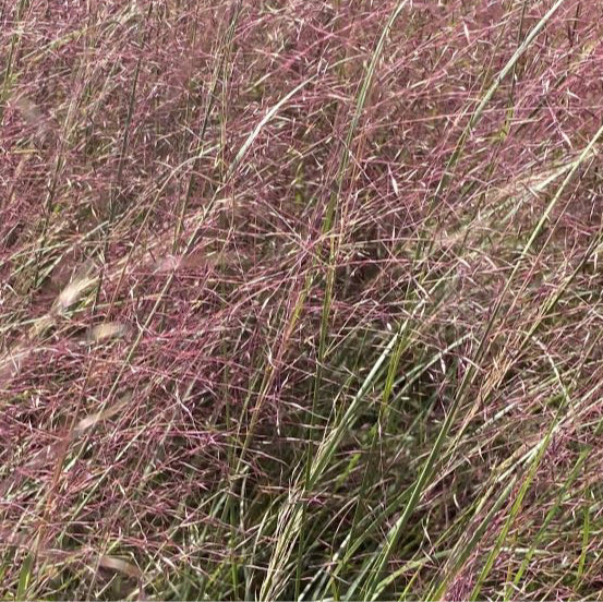 Muhlenbergia reverchonii in vendita in vaso 18 cm, è una pianta erbacea perenne appartenente alla famiglia delle Poaceae. Muhlenbergia reverchonii ha foglie sottili e lunghe di colore verde scuro che crescono a ciuffi densi e gracili. Gli steli eretti possono raggiungere un'altezza di circa 60-90 centimetri.