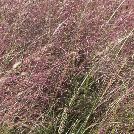 Muhlenbergia reverchonii in vendita in vaso 18 cm, è una pianta erbacea perenne appartenente alla famiglia delle Poaceae. Muhlenbergia reverchonii ha foglie sottili e lunghe di colore verde scuro che crescono a ciuffi densi e gracili. Gli steli eretti possono raggiungere un'altezza di circa 60-90 centimetri.