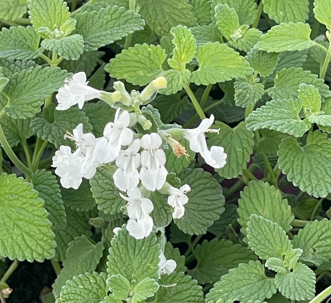 La Nepeta x faassenii 'Snowflake' in vendita in vaso 14 cm, conosciuta come "Catmint Snowflake," è una varietà di catmint con foglie grigio-verdi e fiori di colore bianco puro. Cresce a un'altezza di circa 30-45 cm ed è ideale per aiuole e bordure. Fiorisce in primavera ed estate, attirando insetti impollinatori. È una pianta resistente e richiede poca manutenzione.