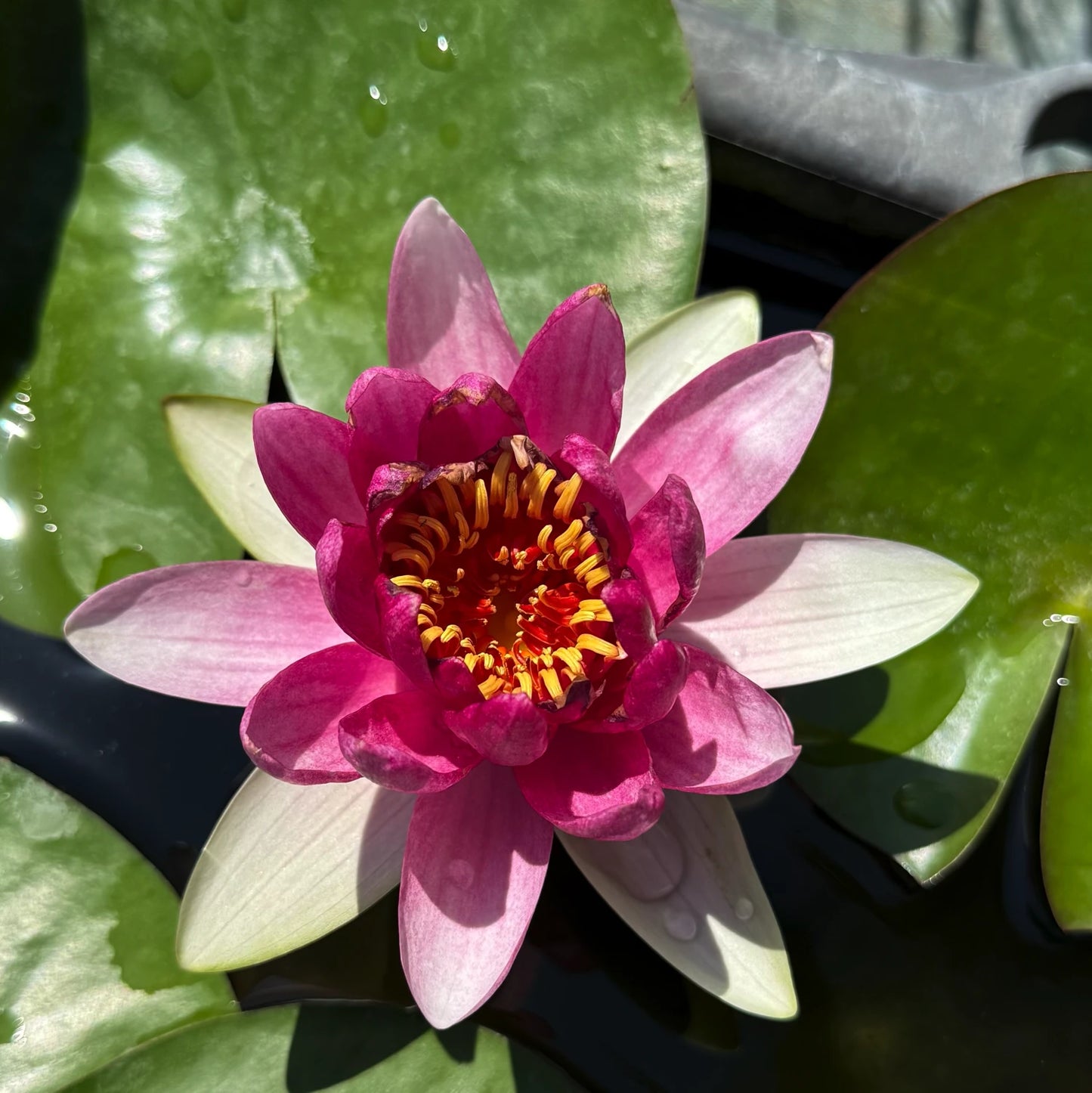 Ninfea Nymphaea 'Charles de Meurville' – Ninfea rustica rosa per laghetti e giardini acquatici