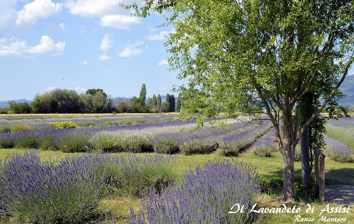 Olio essenziale di lavanda, olio essenziale di lavanda italiana, olio essenziale di lavanda prodotto in Italia, olio essenziale di lavanda prezzo, olio essenziale di lavanda per la pelle, olio essenziale di lavanda vendita, olio essenziale lavanda, olio essenziale lavanda usi, olio essenziale di lavanda sulla pelle