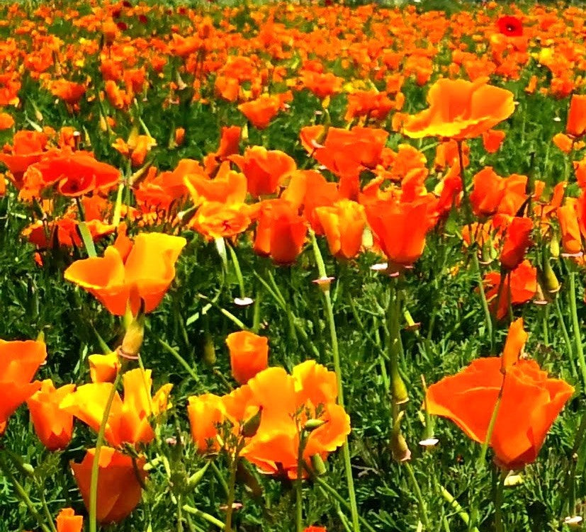 papavero della California, papaveri della California, coltivazione papaveri, papavero Californiano, escolzia, festa dei papaveri, piante perenni vendita online, vivaio online, vivaio papaveri, vendita semi di papavero, papaveri arancioni, papaveri bianchi, escolzia, vendita escolzia, Eschscholzia californica, Papaveri della California, campi di papaveri da visitare