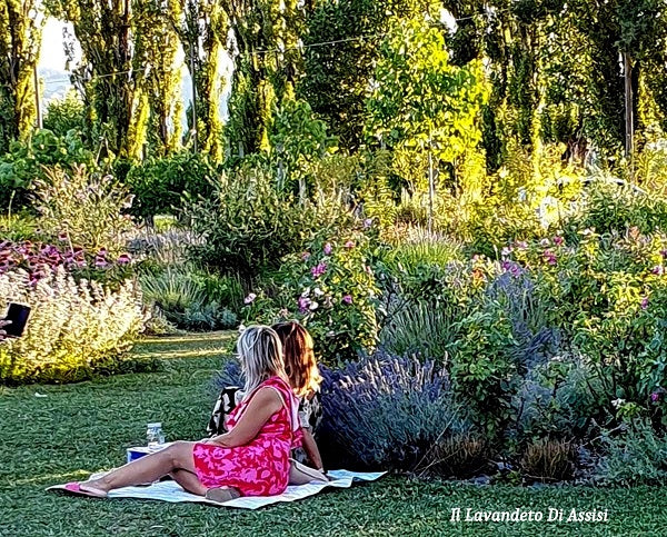 Picnic sulla lavanda, pic nic nei campi di lavanda, deve vedere i campi di lavanda Italia fioriti