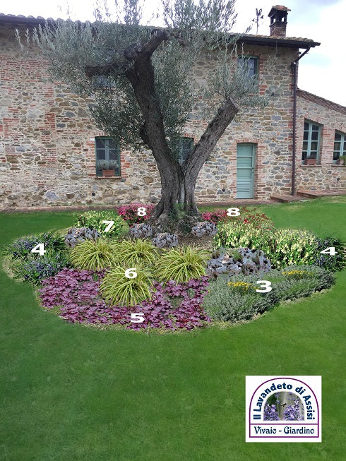 Progetti_aiuole_e_giardini_online, progettazione giardini gratis, come realizzare un' aiuola con piante perenni, idee per realizzare un aiuola al sole