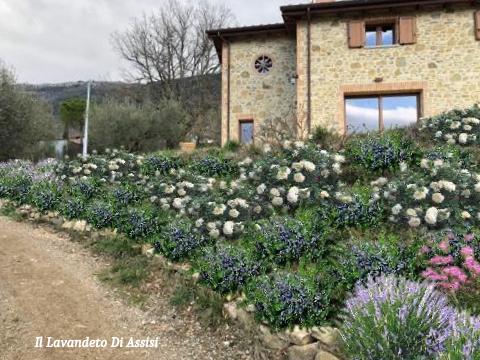 progetti giardini gratuiti, progettazione giardini online, come realizzare un' aiuola, piante per giardino secco