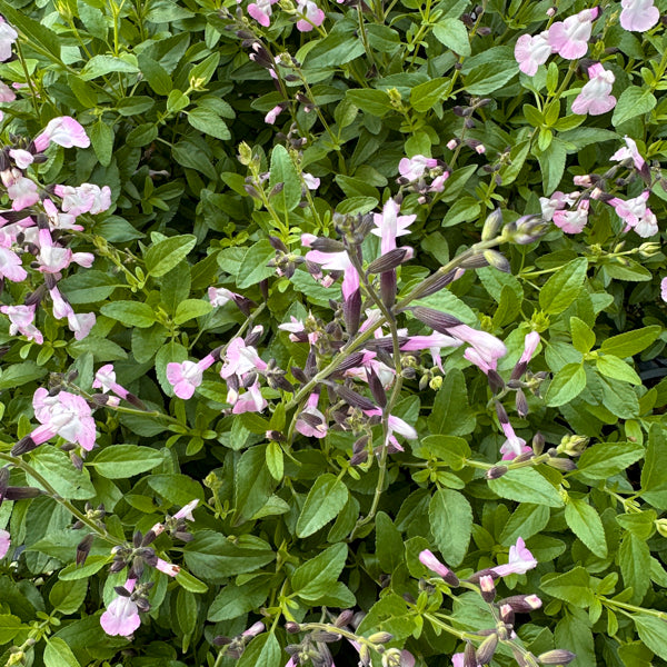 La Salvia 'Anduus', venduta in vaso da 14 cm, è una pianta ornamentale della famiglia delle Lamiaceae. Fiorisce con fiori rosa chiaro dalla tarda primavera fino all'autunno. Le sue foglie sono verdi, di forma ovale-lanceolata, e la pianta può crescere fino a 50-70 cm. Predilige posizioni soleggiate e terreni ben drenati, ma tollera anche l'ombra parziale. È resistente alla siccità una volta stabilita, ed è perfetta per bordure, aiuole miste, giardini rocciosi o vasi, attirando api e farfalle.