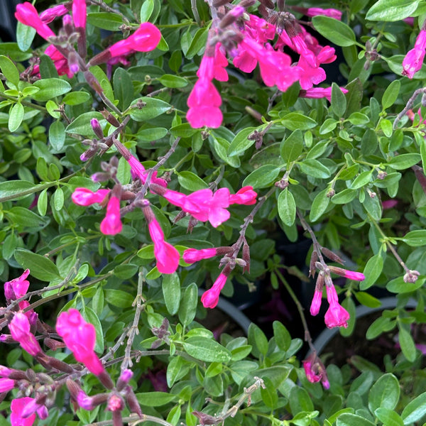 La Salvia 'Heatwave Brilliance' è una pianta ornamentale della famiglia delle Lamiaceae, apprezzata per i suoi fiori rosso corallo e la resistenza al calore. Fiorisce dalla primavera all'autunno e raggiunge un'altezza di 60-80 cm. Ha foglie verdi, aromatiche e lanceolate. Predilige posizioni soleggiate e terreni ben drenati, ed è altamente resistente alla siccità, ideale per giardini con estati calde e asciutte. Ottima per bordure, giardini rocciosi, aiuole e vasi.