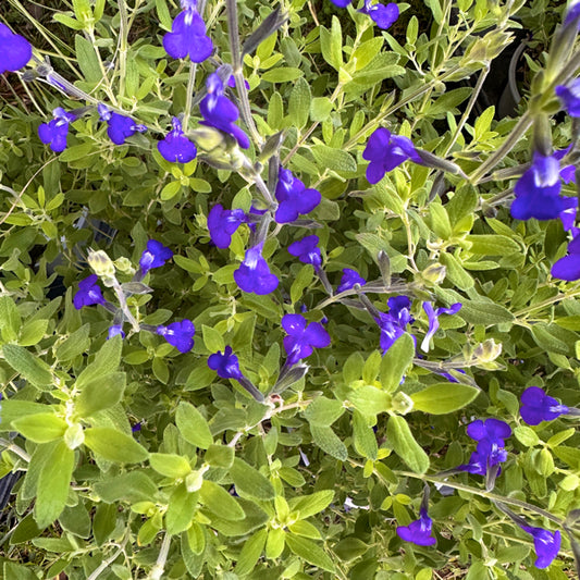 La Salvia Royal Blu, venduta in vaso da 14 cm, è una pianta ornamentale resistente della famiglia delle Lamiaceae. Ha fiori blu violacei che fioriscono da maggio a novembre, attirando farfalle e impollinatori. Le sue foglie sono verdi, leggermente pelose e aromatiche. Raggiunge un'altezza di 60-90 cm e cresce meglio in zone soleggiate o parzialmente ombreggiate con terreni ben drenati. È resistente alla siccità ed è ideale per bordure, aiuole o come pianta da vaso.