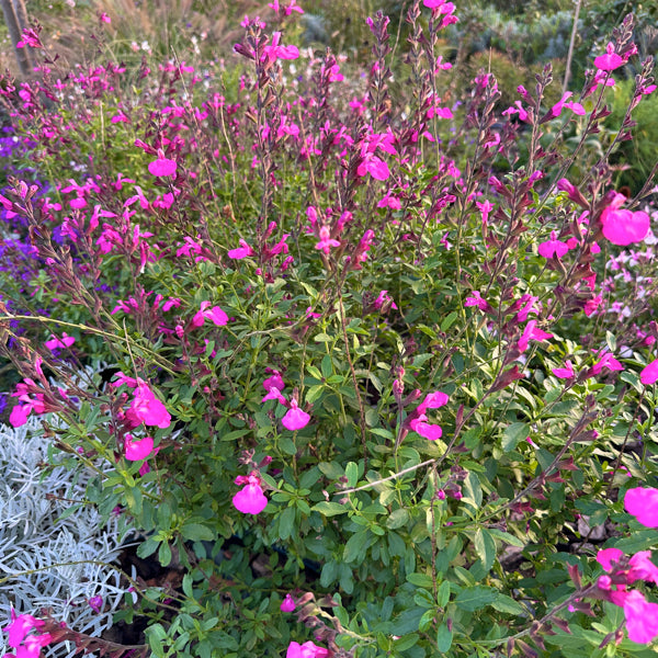 La Salvia 'Heatwave Brilliance' vendita è una pianta perenne compatta, con fiori rosso-arancio brillante che fioriscono abbondantemente dalla primavera all'autunno. Le sue foglie sono verdi e aromatiche, ed è resistente alla siccità, ideale per giardini soleggiati e bordure. Attira impollinatori come api e farfalle.