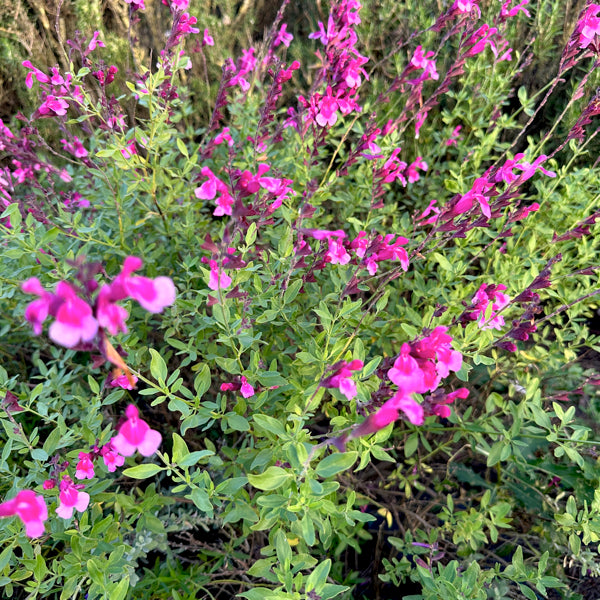 La Salvia 'Icing Sugar' in vendita è una varietà perenne ornamentale. Fiorisce abbondantemente dalla primavera all'autunno e ha foglie aromatiche di colore verde. È ideale per giardini soleggiati e bordure, attirando impollinatori come api e farfalle. Resistente e facile da coltivare, tollera bene climi caldi e asciutti.