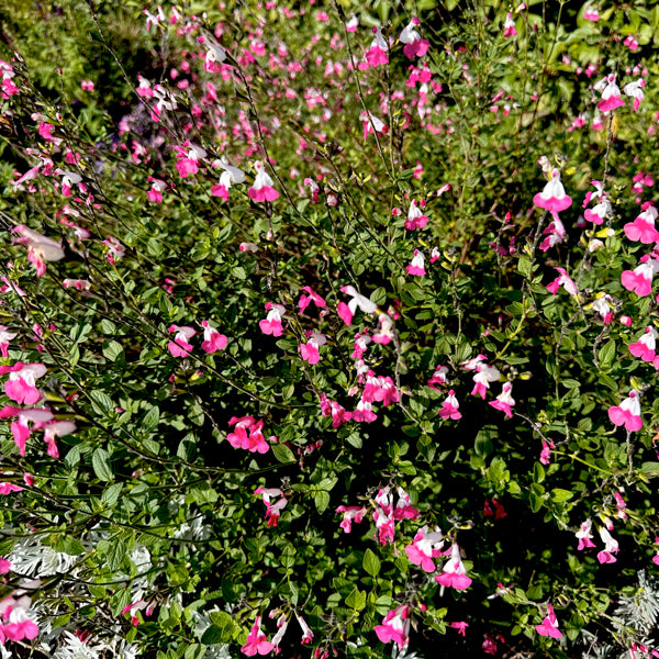 Le "salvia pink lips" sono una varietà di pianta di salvia caratterizzata da fiori rosa brillante, spesso con sfumature che vanno dal rosa pallido al fucsia. I fiori hanno una forma tubolare e sono disposti a grappoli, creando un contrasto affascinante con il fogliame verde-grigiastro tipico della salvia. Questa pianta attira impollinatori come api e farfalle ed è apprezzata per la sua resistenza e bellezza nei giardini.