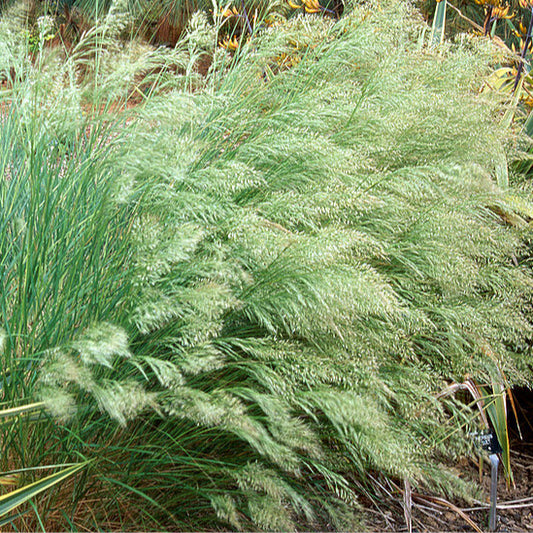 Stipa Calamagrostis ‘Allgäu’ in vendita in vaso 18 cm, è una varietà di graminacea ornamentale, ha le foglie di colore verde e fiorisce da Giugno fino a Novembre con dei fiori di colore giallo-bruno, nei mesi invernali perde il fogliame.