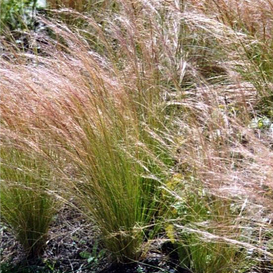 Stipa capillata, nota anche come erba delle piume o piuma d'oro, è un'erba ornamentale con foglie sottili e steli eretti che possono raggiungere un'altezza di 60-90 centimetri. Durante la fioritura in primavera o all'inizio dell'estate, produce infiorescenze leggere e soffici simili a piume, spesso di colore dorato o argentato, aggiungendo un tocco di delicatezza e bellezza al giardino.