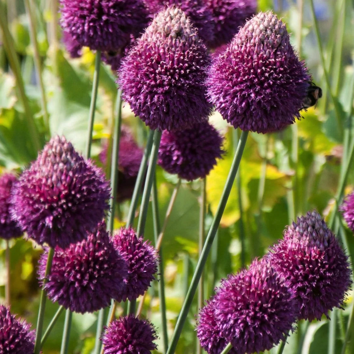 Allium sphaerocephalon aglio ornamentale con fiori viola a forma di sfera