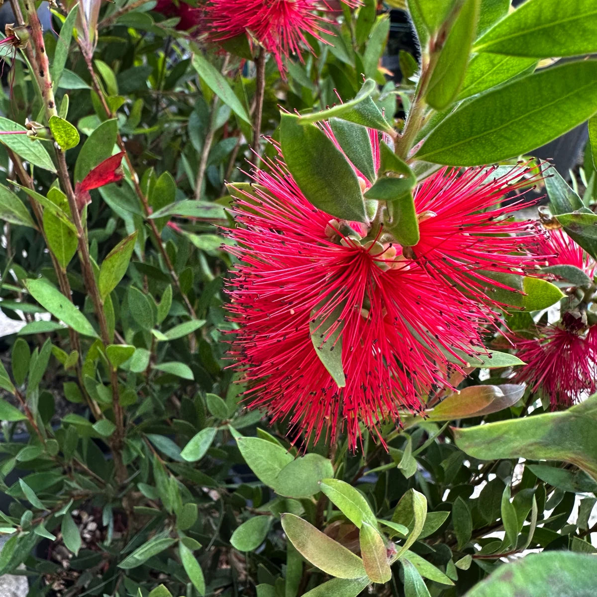 Callistemon in fiore con infiorescenze rosse a spazzola e foglie lanceolate, arbusto ornamentale ideale per bordure soleggiate e vasi capienti.