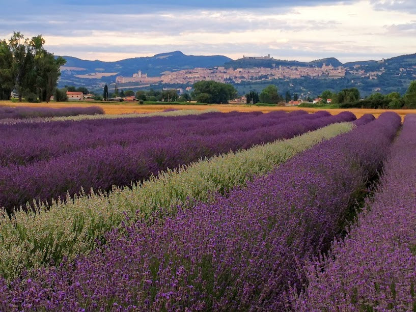 campi di lavanda al tramonto