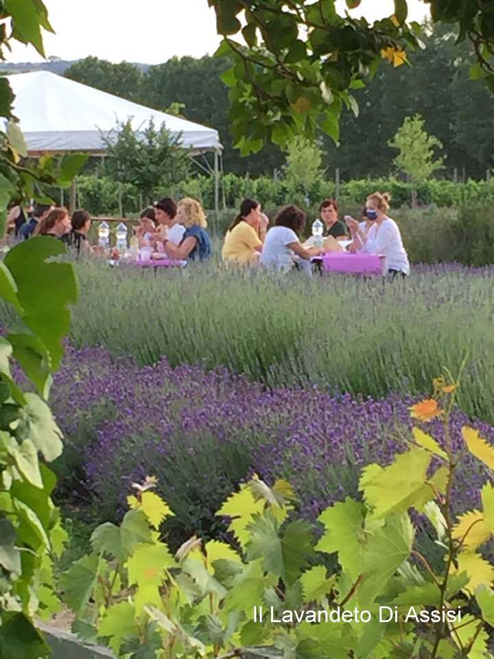 cena tra i filari di lavanda, picnic in giardino nella lavanda