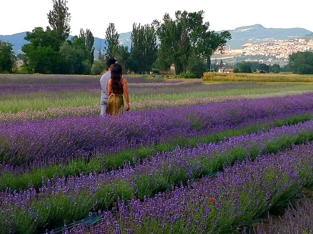 Lavender flowering Italy Assisi, campi di lavanda in Italia, dove vedere la fioritura della lavanda in Italia, campo di lavanda, campi di lavanda, campi di lavanda più belli