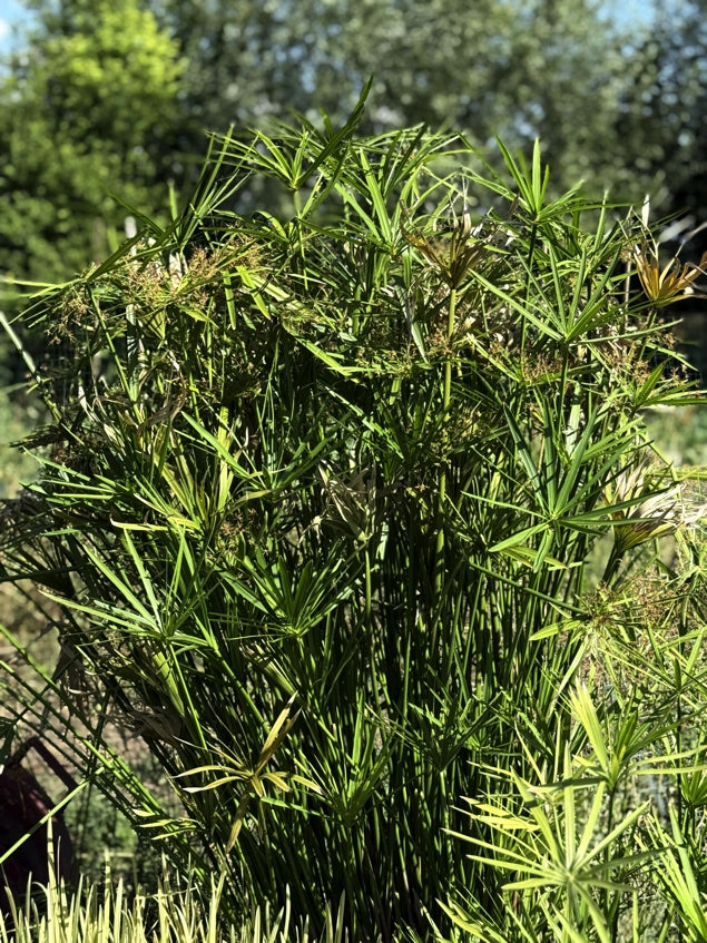 Cyperus alternifolius (falso papiro), pianta palustre con fusti verdi e foglie a ombrello, venduta in rizoma. Ideale per laghetti e bordi d’acqua.