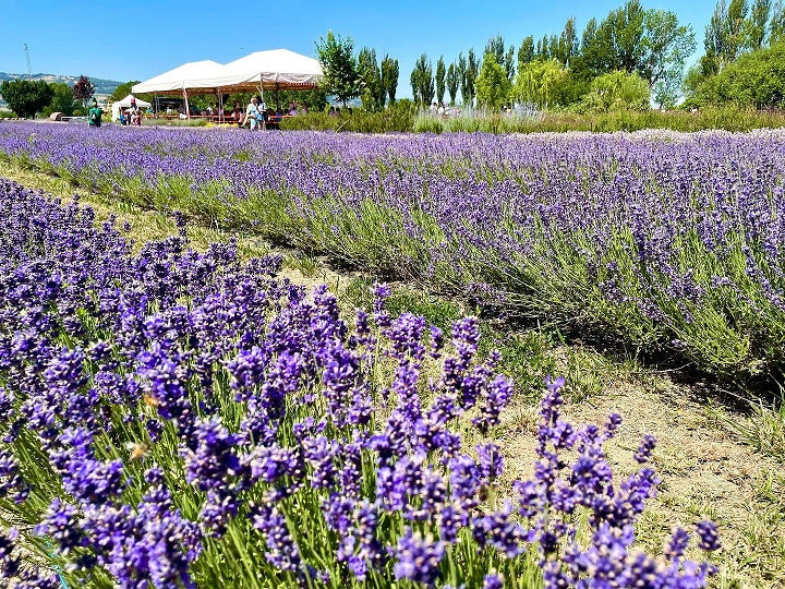 dove vedere la lavanda in fiore