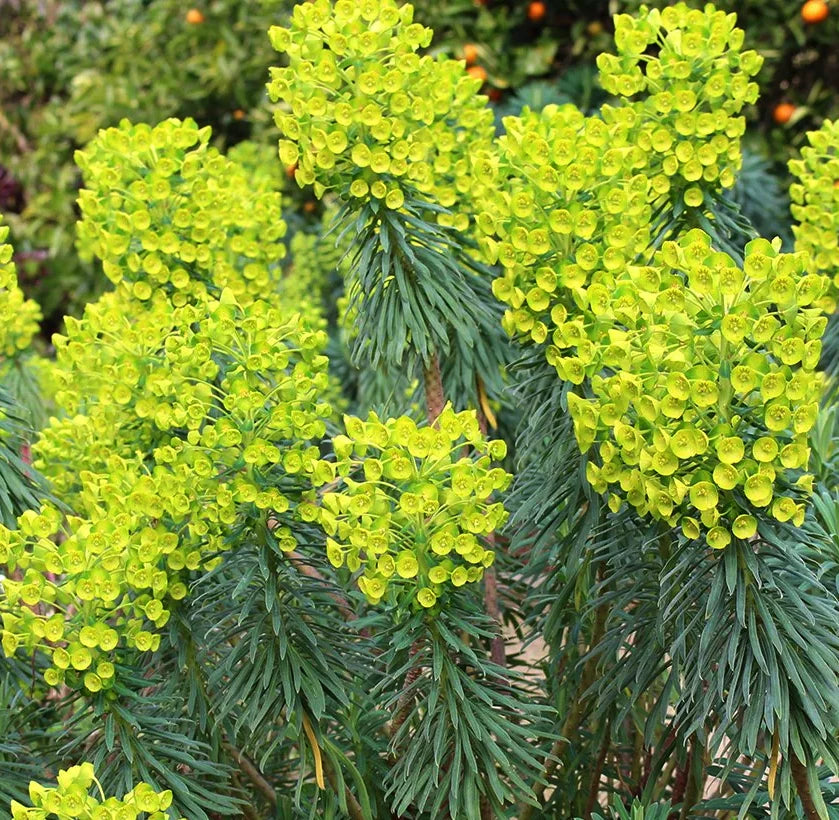 Euphorbia characias subsp wulfenii euforbia mediterranea con fiori verde giallo