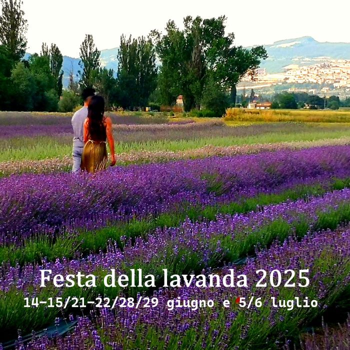 Festa della lavanda.  Festa della lavanda Italia. Festa della lavanda 2025.  Italia dove vedere la fioritura della lavanda Italia, festa della lavanda, festa della lavanda in Italia. lavanda vendita, vendita piante online, miglior vivaio online, eventi in Umbria, Umbria eventi, visitare Umbria, visit Assisi, assisi news, assisi oggi, cosa fare oggi Assisi, week end Assisi, week end Umbria, Umbria tourism Umbria turismo