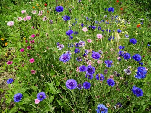 Fiordaliso pianta (Cyanus segetum) – Fiore blu rustico da giardino