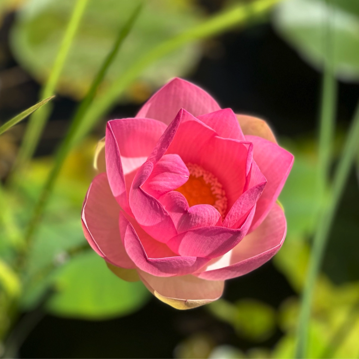 Fiore di Loto Nelumbo nucifera, pianta acquatica con grandi fiori rosa e foglie galleggianti