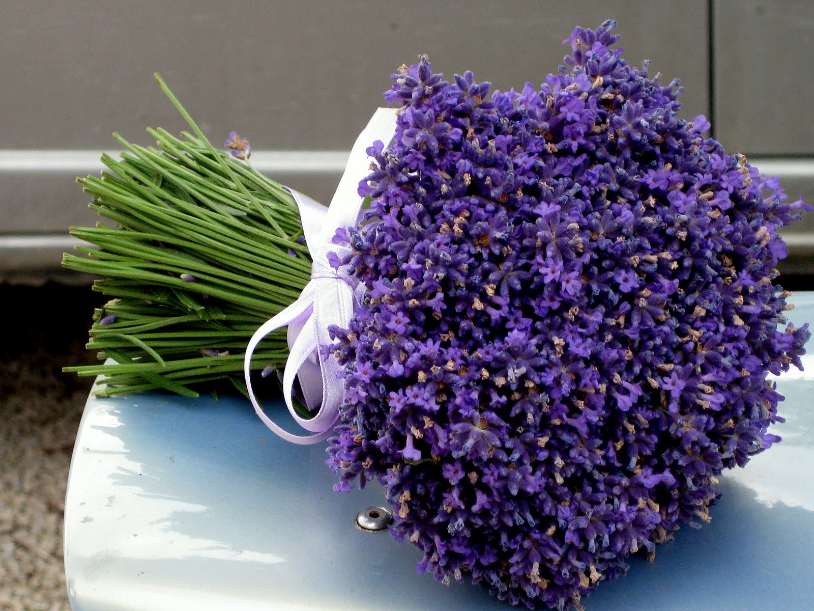 fiori di lavanda freschi, fiori di lavanda per matrimonio, fiori di lavanda blu, fiori di lavanda recisi, bouquet di lavanda,